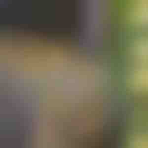 Solárne rozprávkové svetlá s umelými listami brečtanu (5 m) | LEAFGLO