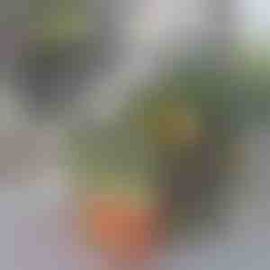 Box na organizovanie chladničky | FRESHDISH