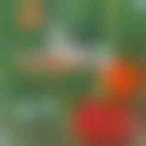 Profesionálna zošívačka rastlín | PLANTBRAND