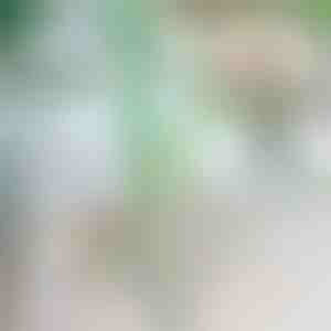 Zastavovač pádu rastlín | ROOTZI