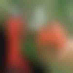 Elektrické nožnice | WHIZZPRUNER